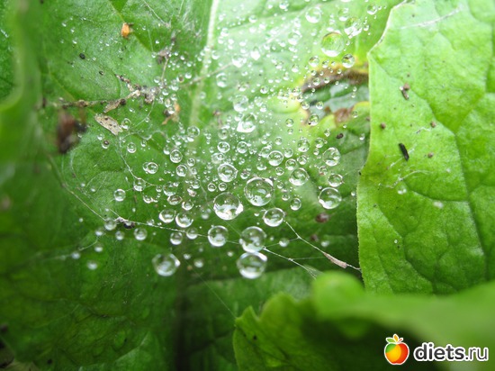 25 фото: Макросъемка и не только снятая мной)