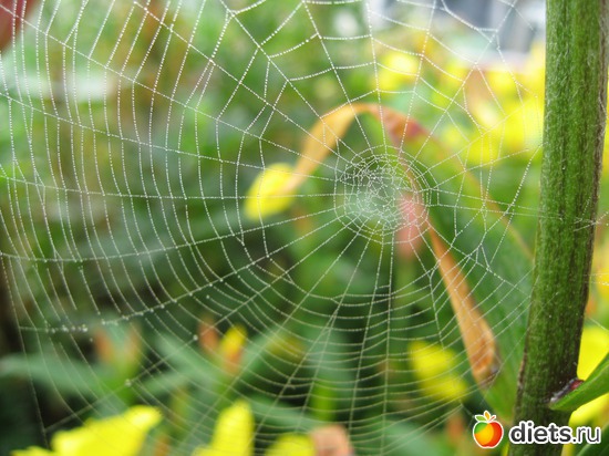 26 ����: ����������� � �� ������ ������ ����)