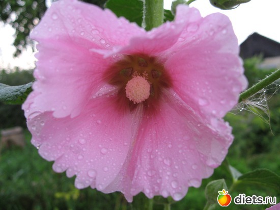 31 фото: Макросъемка и не только снятая мной)