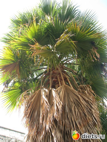 15 фото: Израиль 2012