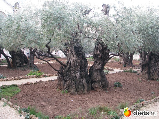 11 фото: Израиль 2012