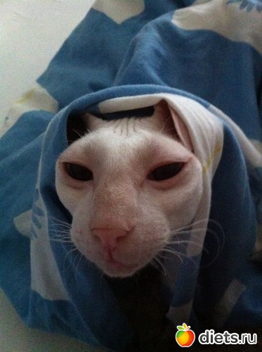 ����������� �������?, ������: ����������� ������������