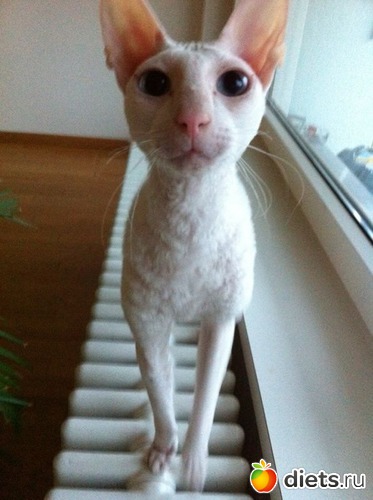 � ��� � ��� ������?, ������: ����������� ������������