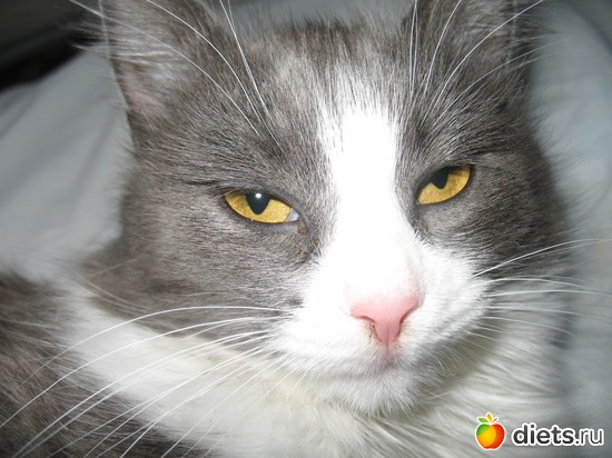 1 ����: ��� �������� ( ��� ������� )