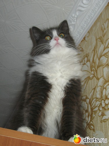 2 ����: ��� �������� ( ��� ������� )