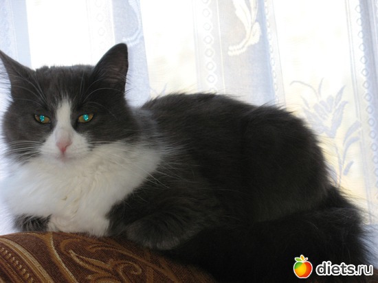 3 ����: ��� �������� ( ��� ������� )