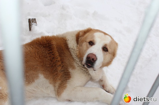 ���������� ������, ������: ��� ������� ��������