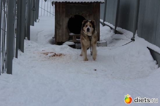 ��� ���� �����, ������: ��� ������� ��������