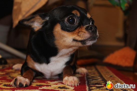 �����, ������: ��� ������� ��������