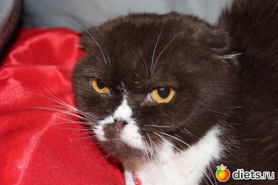 ������ ����������, ������: ��� ������� ��������