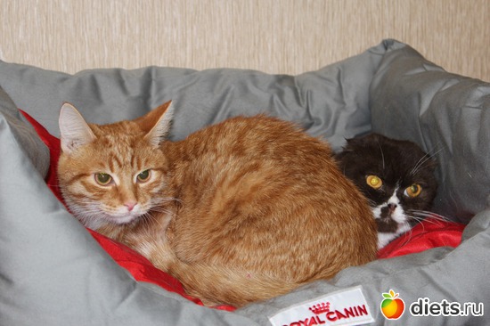 �����, ���� �����, ������: ��� ������� ��������