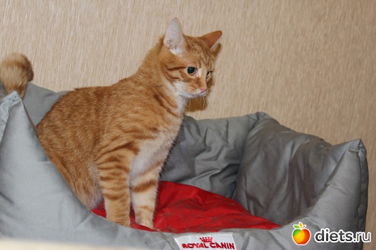 ������ ������, ������: ��� ������� ��������