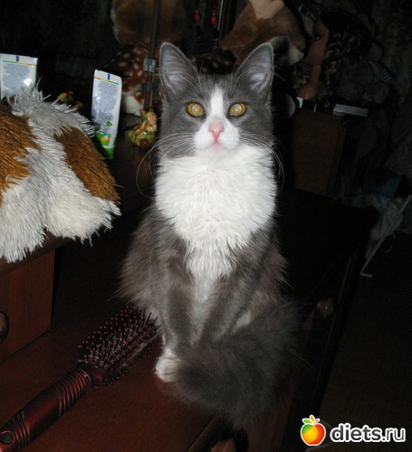 6 ����: ��� �������� ( ��� ������� )