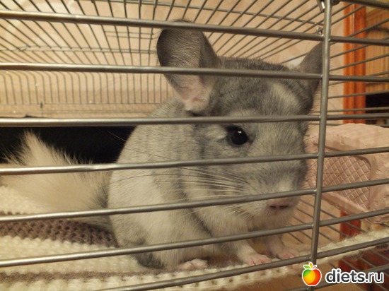 8 ����: ��� �������� ( ��� ������� )