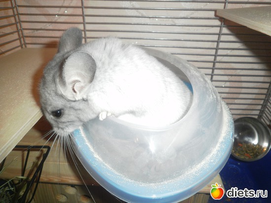 11 ����: ��� �������� ( ��� ������� )