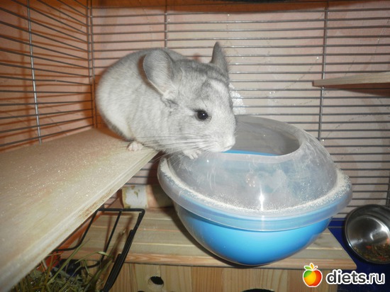 12 ����: ��� �������� ( ��� ������� )