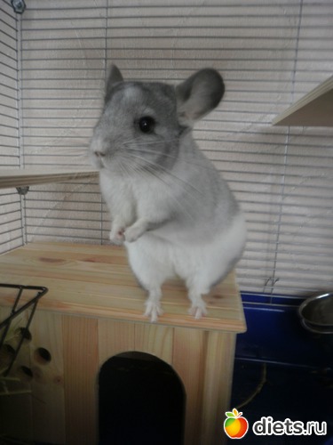 10 ����: ��� �������� ( ��� ������� )