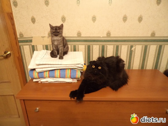 1 фото: мои кошаки