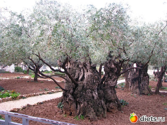 48 фото: Израиль 2012