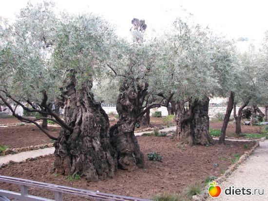 50 фото: Израиль 2012