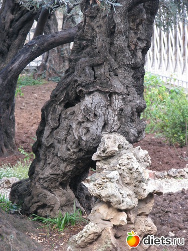 оливковые деревья, которым более 2000 лет, альбом: Израиль 2012