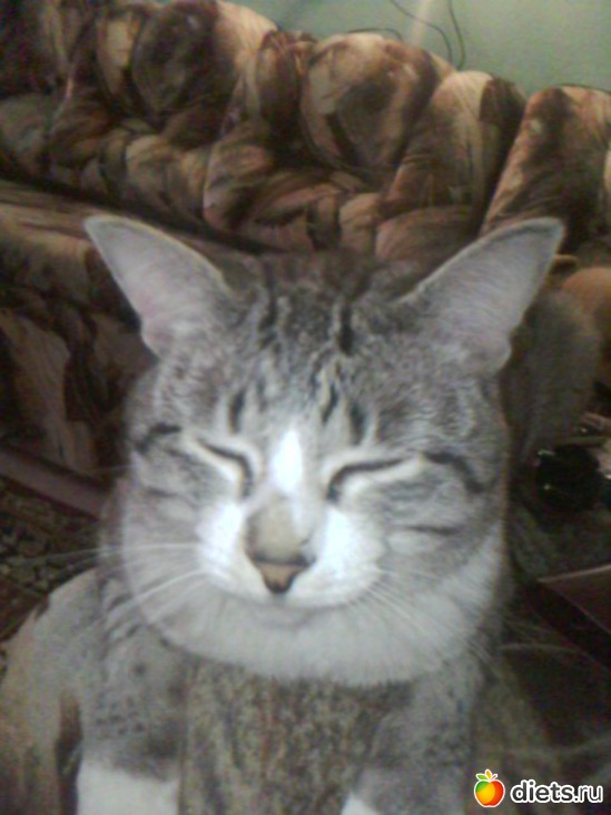 4 фото: наш кот