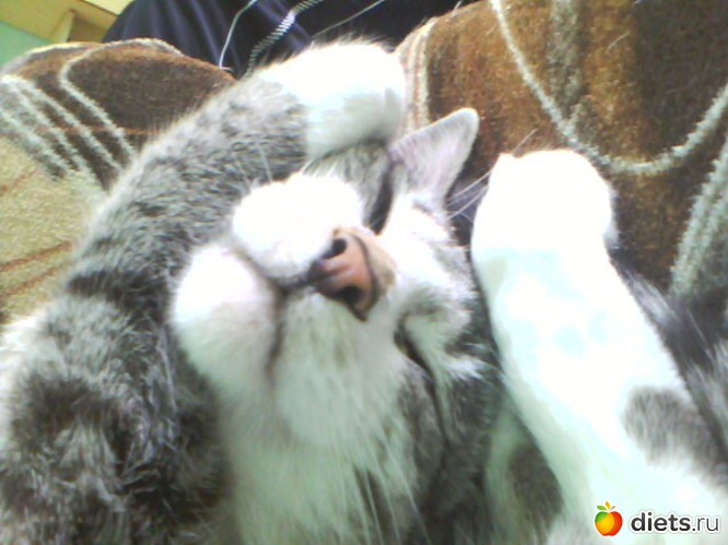 17 ����: ��� ���