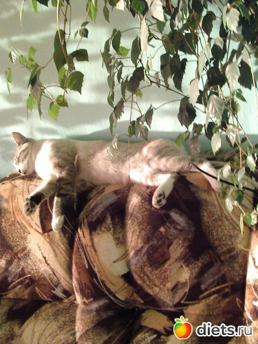 21 ����: ��� ���