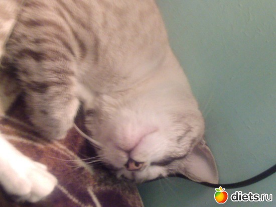 25 фото: наш кот