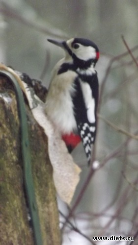 ��� ��� ��� ���� ������, ������: �� ������.