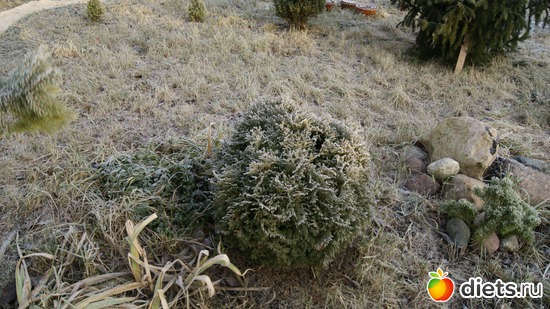 19 фото: Мой новый год!