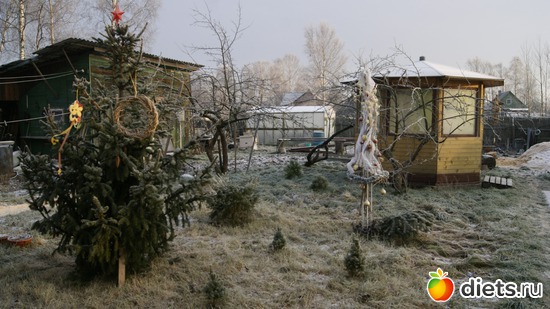 20 фото: Мой новый год!