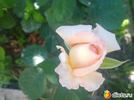 роза,1июля2011г., альбом: мои цветы, розы.