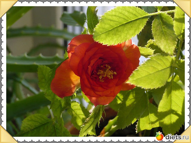 ����  ���� "��������", ������: ����� ������� ��������� ����.