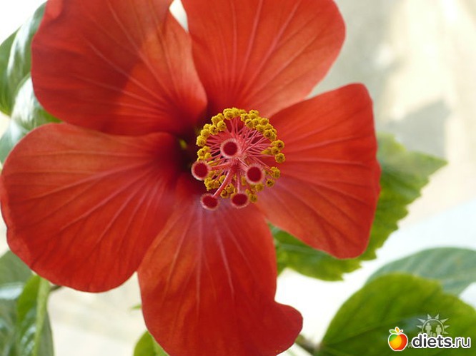 �������� ( � ������ ��������� ����), ������: ����� ������� ��������� ����.