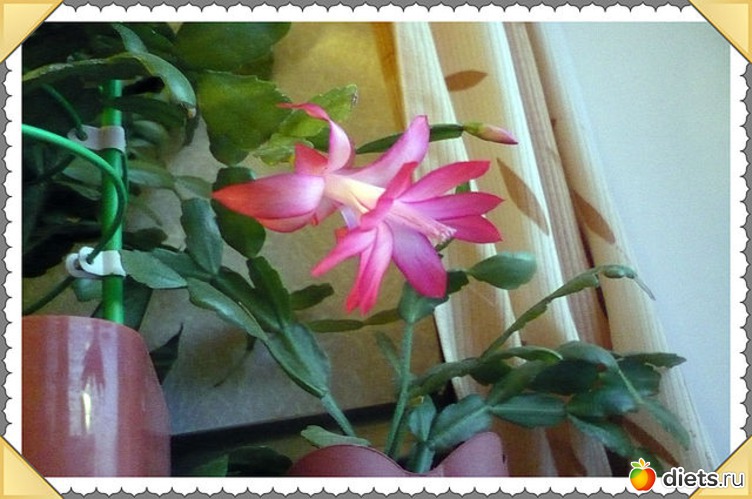 Зигокактус ( в народе декабрист), альбом: Цветы которые вырастила сама.