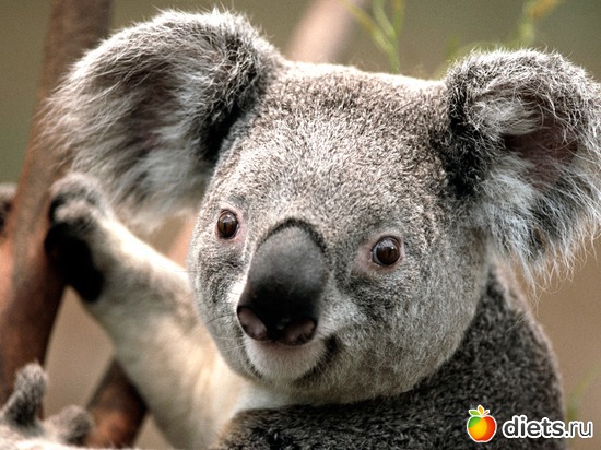 2 фото: landish_anutiniglazki_cveti