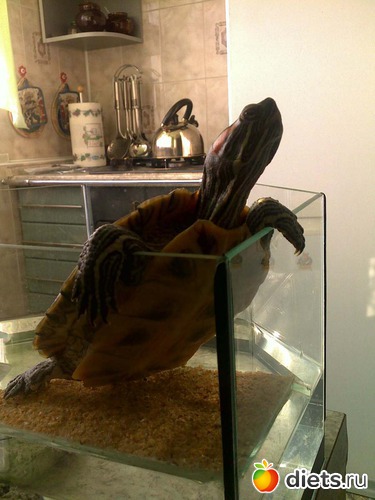 Черепаха мужского пола назівается черепах...й или черепах..р :))), альбом: Мила и ее домашние