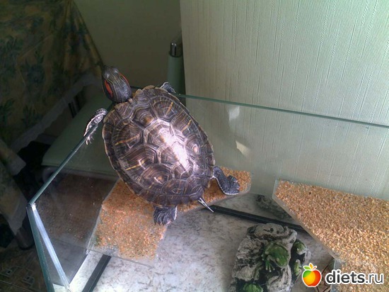 ��������� �����, ������: ���� � �� ��������