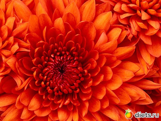 6 ����: landish_anutiniglazki_cveti