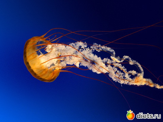 7 ����: landish_anutiniglazki_cveti