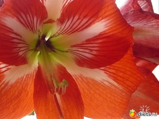 ��� ����������, ������: ����� ������� ��������� ����.