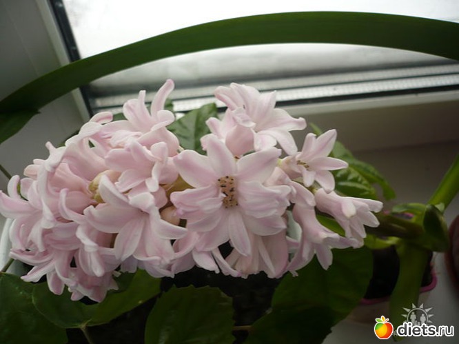 �������, ������: ����� ������� ��������� ����.