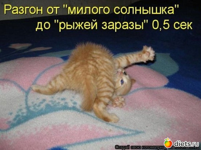 43 ����: �����������