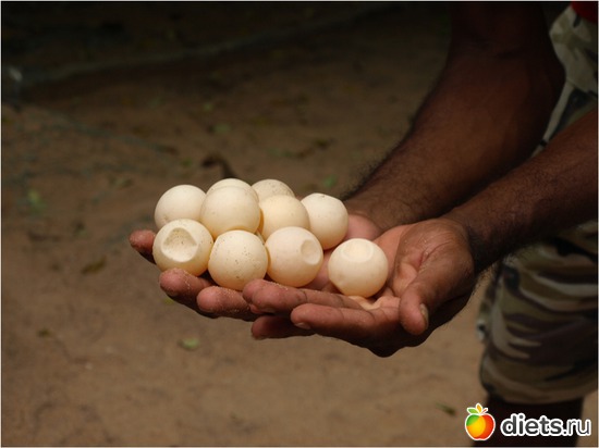как шарики для пинг-понга - черепаховые яйца (такие тяжеленькие), альбом: Шри-Ланка - "благословенная земля"