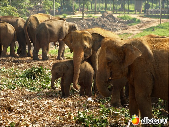 здесь одни самочки с детьми, папашек не подпускают :), альбом: Шри-Ланка - "благословенная земля"
