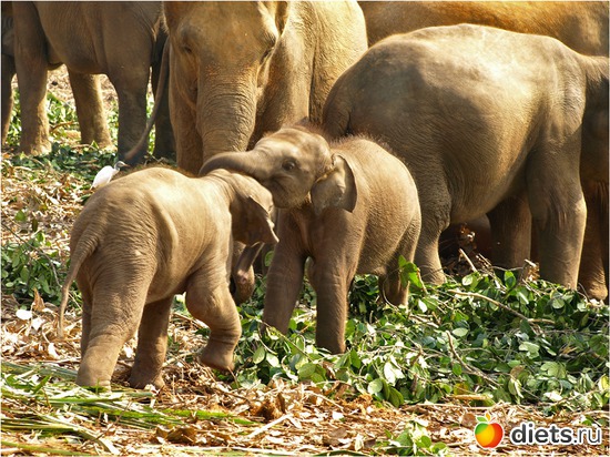 ���� - ��� ������ ����, ���� ���� ���� ��� ��� �����, ������: ���-����� - "�������������� �����"