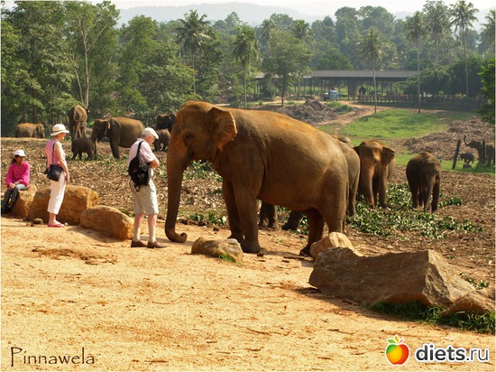 ����� � ����� ������������������?, ������: ���-����� - "�������������� �����"