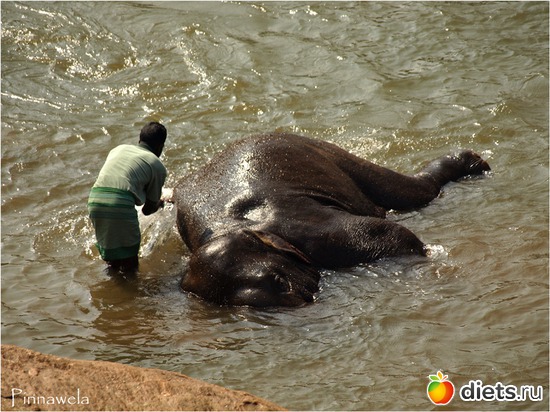 ���... ����� �������� �������..., ������: ���-����� - "�������������� �����"