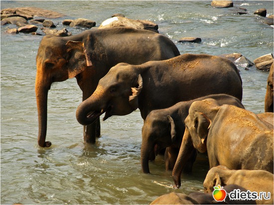 купание слонов, альбом: Шри-Ланка - "благословенная земля"